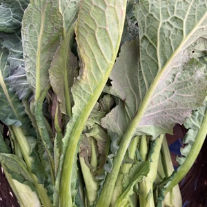 北信州の春　野沢菜とうたち菜