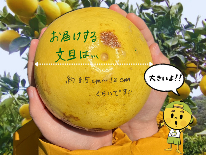 【10kg】訳あり！高知の春の味覚！土佐文旦｜文旦の商品詳細