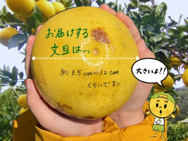 10kg】訳あり！高知の春の味覚！土佐文旦｜文旦の商品詳細｜ポケット