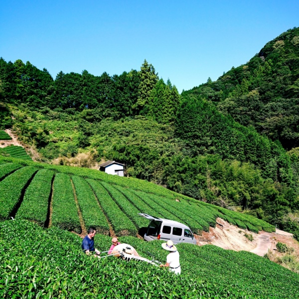 大高茶園｜大高真也さんへのみんなの投稿 | 農家漁師から産地直送の通販 ポケットマルシェ