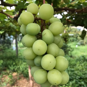 みかん山のシャインマスカット(約１㎏）