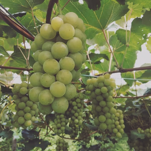 【9月中旬から発送】香水のようないい香り〜！もちろん甘い！ナイアガラ詰め合わせ