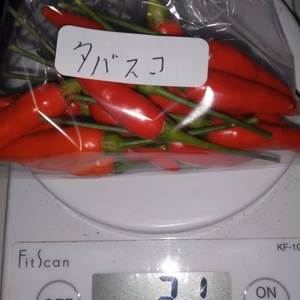 軸付き唐辛子　タバスコ300グラム