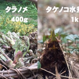 朝採り天然タラの芽（タラノメ）400g＆タケノコ水煮1kg