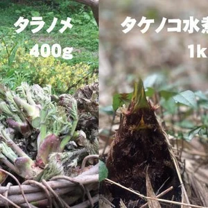 朝採り天然タラの芽（タラノメ）400g＆タケノコ水煮1kg