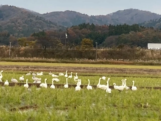 有機JAS認証コシヒカリ
