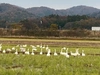 有機JAS認証コシヒカリ