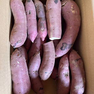 【訳あり】熟成べにはるか　さつまいも