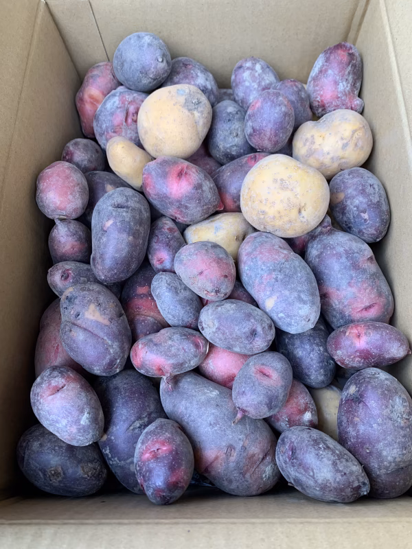 高野山麓精進野菜　訳あり‼︎カラフルじゃがいも詰め合わせ＆ローズマリー