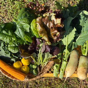 【自然の中で育った野菜】マーフィーズファームの旬野菜9種セット！