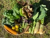 【自然の中で育った野菜】マーフィーズファームの旬野菜9種セット！