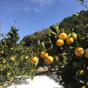 和歌山産　ゆら早生みかん　小粒