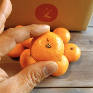 【化学農薬不使用】訳ありプッチミニみかん5kg 