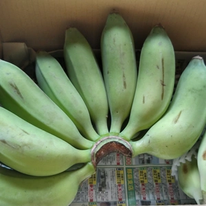 もちもち食感の沖縄県産アップルバナナ1.5kg　期間限定！