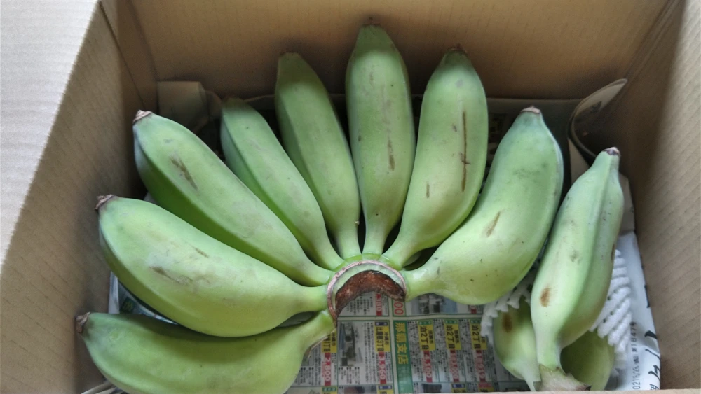 もちもち食感の沖縄県産アップルバナナ1.5kg　期間限定！