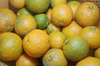 【農薬不使用】無農薬ダイダイ、橙、だいだい加工用