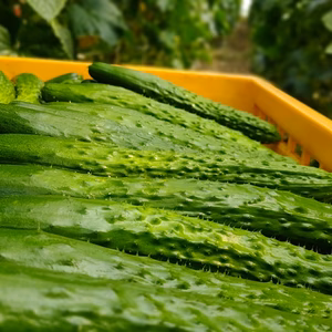 【きゅうりってこんな味だったんだ】切るだけで忙しい日の一品に。朝もぎ四川キュウリ