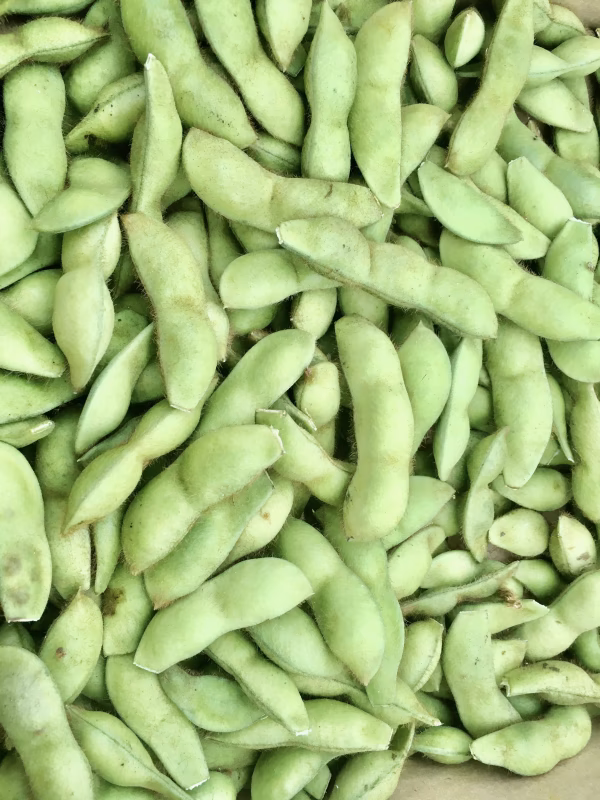 季節限定　丹波黒大豆枝豆　お試し500g 朝採り毛取り洗浄剤