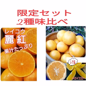 期間限定15！春柑橘【 レア品＆ 麗紅】 2種類味比べセット  