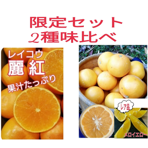 期間限定15！春柑橘【 レア品＆ 麗紅】 2種類味比べセット  