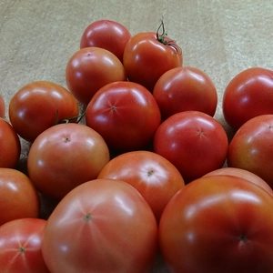 ツゲさんちのうまかトマト　4ｋｇ　20玉  ( 2L  やや大きめ）