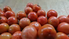 ツゲさんちのうまかトマト　4ｋｇ　20玉  ( 2L  やや大きめ）