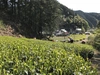 【2022年産新茶】自然仕立ての絶品手摘み茶「山翠園の極(きわみ)」50g袋入り