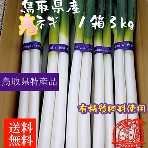 【鳥取県北栄町産　送料無料】白ねぎ　春ねぎ　３kg　有機質肥料使用　一部地域除　