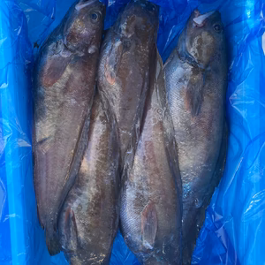 今が旬ドンコ‼️