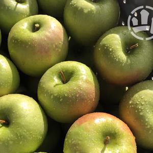 グラニースミス Granny Smith 減農薬 特別栽培 長野県・飯綱町産