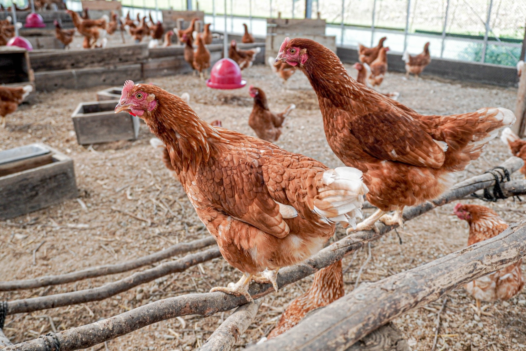 稀少なたまご 純国産鶏もみじの平飼いたまご|卵の商品詳細 稀少なたまご 純国産鶏もみじの平飼いたまご|卵の商品詳細