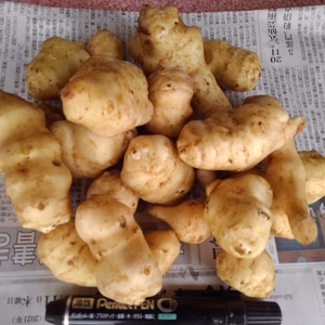 キクイモ【食べ頃サイズを選別して洗います】菊芋　1kgと2kg