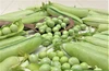 ほんまかいな？　糖度15度の「うすい豌豆」