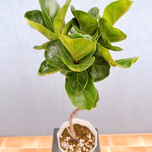 【在庫販売】　カシワバゴム　柏葉ゴム　バンビーノ　リナータ　フィカス　卓上