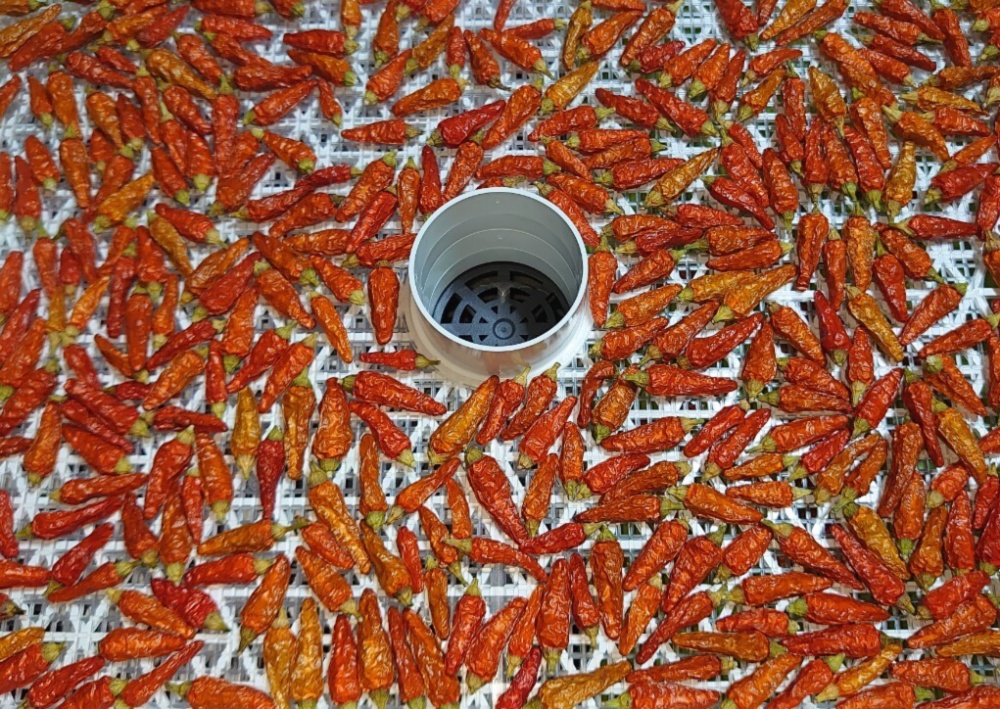 石垣島産 乾燥島とうがらし 40g g入り2パック 送料無料 農家漁師から産地直送の通販 ポケットマルシェ