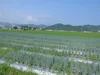 九条ねぎの肉みそ、九条ねぎのベーゼ
