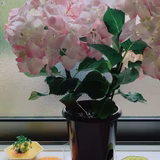 Mr.スイーツイチゴ