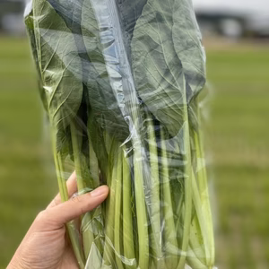 身近なスーパーフード！？栄養抜群！小松菜10袋！