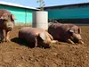 【バラブロック300g〜】 放牧デュロック純粋種「やまの華豚」 豚肉