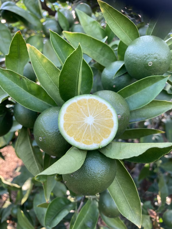 無薬・青みかん