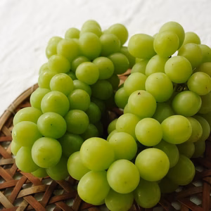 <8.9月お届け>減農薬で育てたシャインマスカット