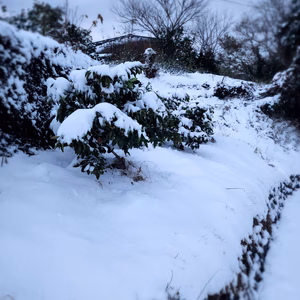 先日はこんなに雪が降りましたが、雪に負けずに発送しております