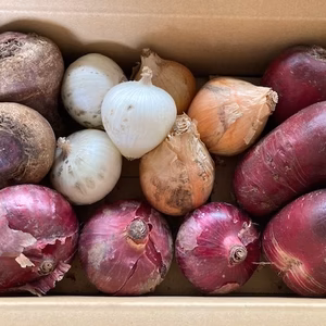 有機根菜詰合せセット２キロ