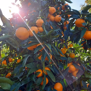 箱込4.5㌔　小粒　甘～いみかん‼️