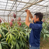 許田正健 | 許田農園