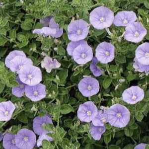 秋から植え付ける宿根草★耐寒性宿根草★常緑★コンボルブルス9センチ5苗より