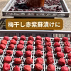 農薬不使用　赤紫蘇　葉　　4kg