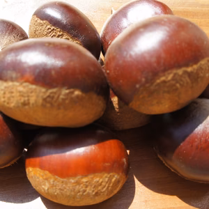 【 特大粒 厳選 利平栗 】35～39g 自然栽培 農薬不使用　
