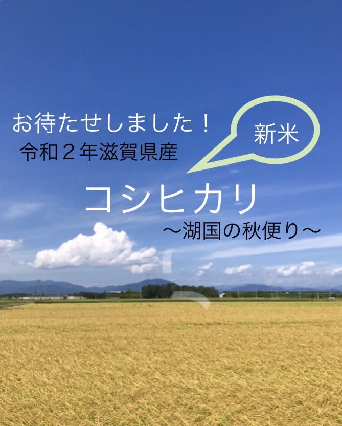滋賀県産減農薬栽培 新米コシヒカリ みずみずしくほんのり甘い湖 農家漁師から産地直送の通販 ポケットマルシェ