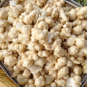 洗浄したナマ菊芋 （生菊芋 1.5Kg）